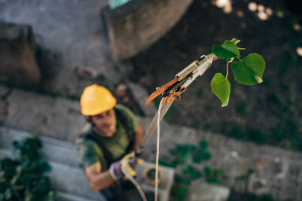 Best Leaf Removal  in Pittsburg, TX