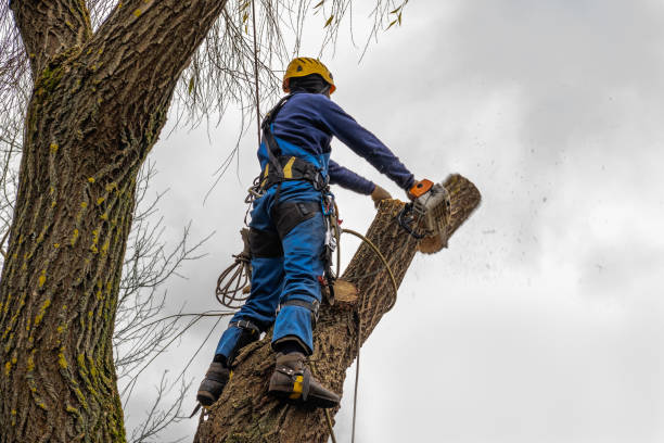 Best Arborist Consultation Services  in Pittsburg, TX