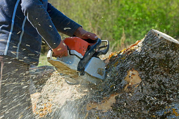 Trusted Pittsburg, TX  Tree Services Experts