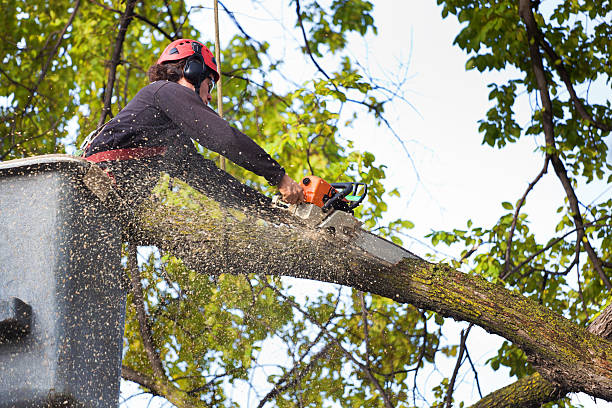  Pittsburg, TX Tree Services Pros