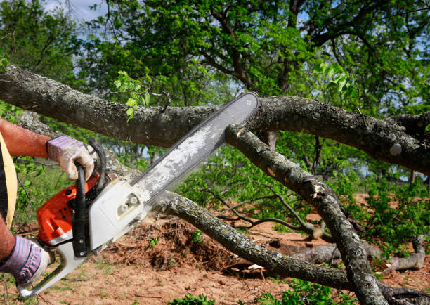 Best Lawn Grading and Leveling  in Pittsburg, TX